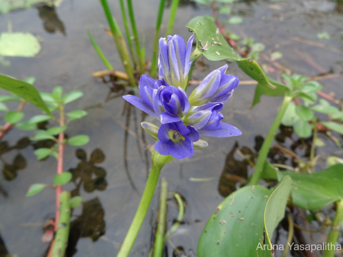 Pontederia vaginalis Burm.f.